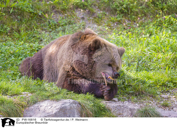Europischer Braunbr / brown bear / PW-16816