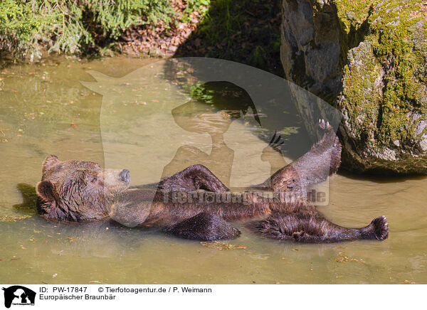 Europischer Braunbr / brown bear / PW-17847