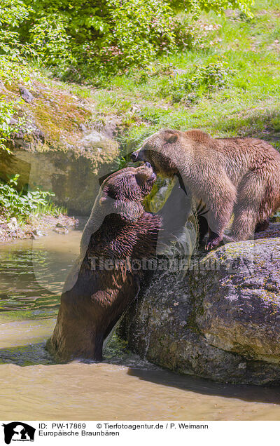 Europische Braunbren / brown bears / PW-17869