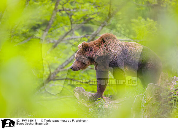 Europischer Braunbr / brown bear / PW-18017