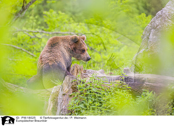 Europischer Braunbr / brown bear / PW-18025