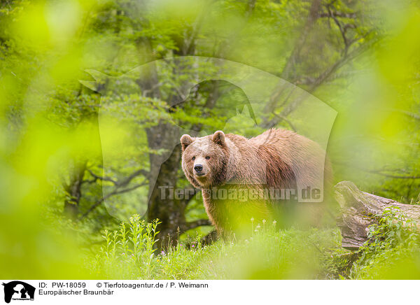 Europischer Braunbr / brown bear / PW-18059