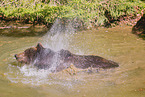 Europischer Braunbr