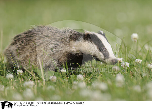 Europischer Dachs / European badger / FLPA-03658