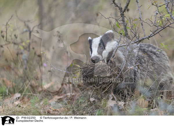 Europischer Dachs / Eurasian badger / PW-02250