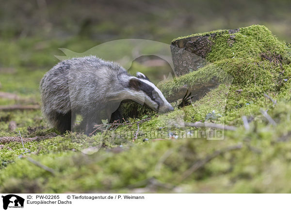 Europischer Dachs / Eurasian badger / PW-02265