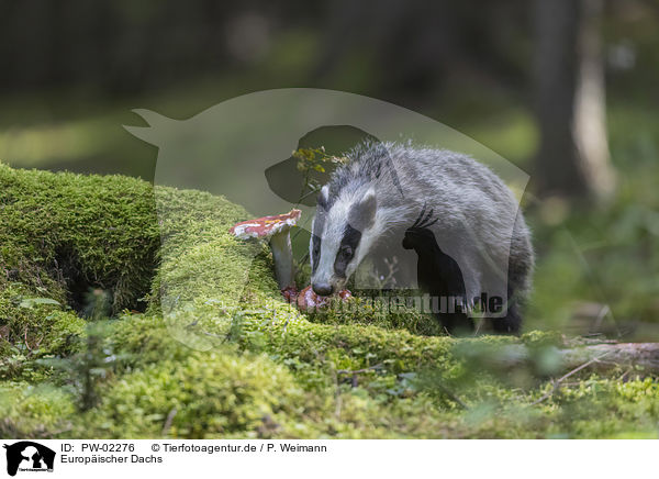 Europischer Dachs / Eurasian badger / PW-02276