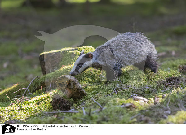 Europischer Dachs / Eurasian badger / PW-02292