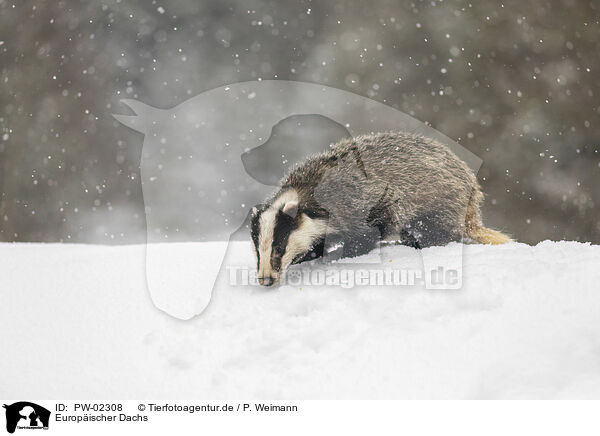 Europischer Dachs / Eurasian badger / PW-02308