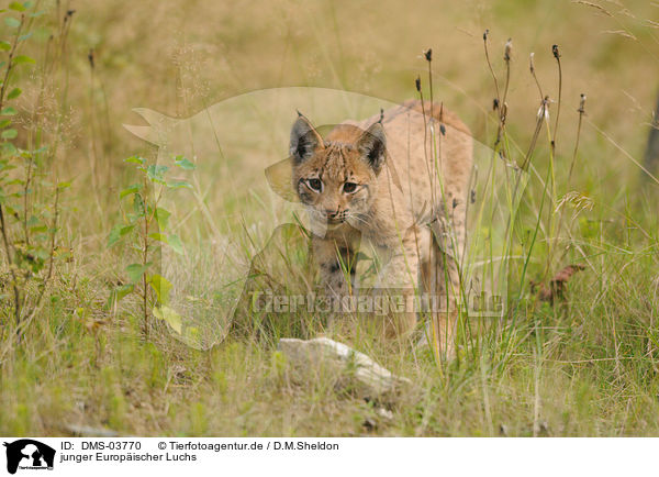 junger Europischer Luchs / young lynx / DMS-03770