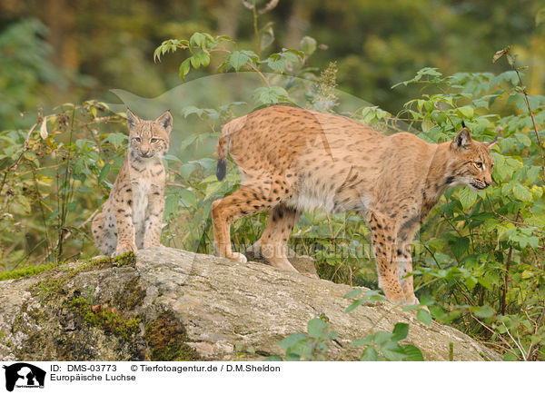 Europische Luchse / lynxes / DMS-03773