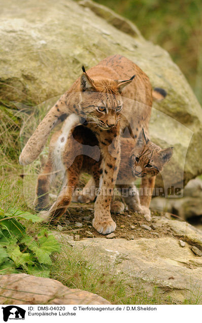 Europische Luchse / lynxes / DMS-04020