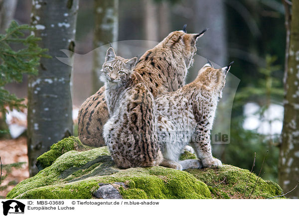 Europische Luchse / lynxes / MBS-03689