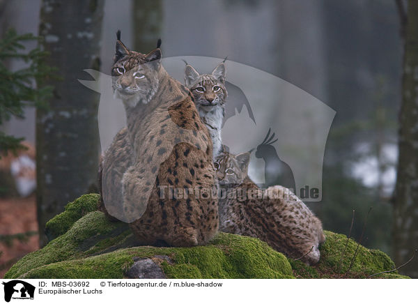 Europischer Luchs / lynx / MBS-03692