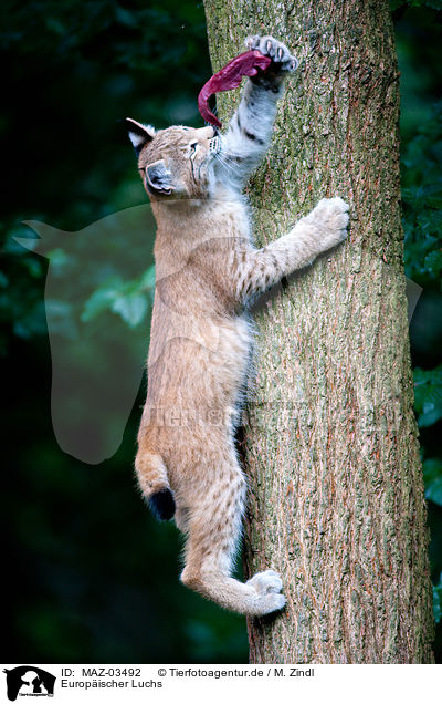 Europischer Luchs / Lynx / MAZ-03492