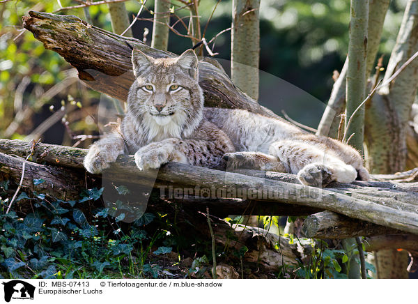 Europischer Luchs / lynx / MBS-07413