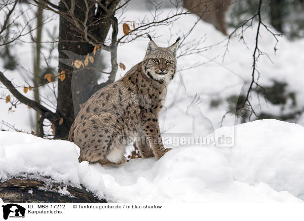 Karpatenluchs / Carpathian Lynx / MBS-17212