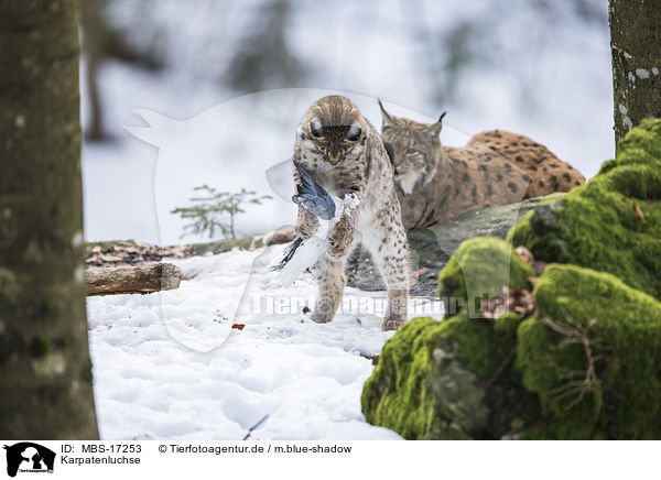 Karpatenluchse / Carpathian Lynxes / MBS-17253