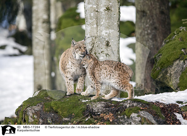 Karpatenluchse / Carpathian Lynxes / MBS-17284