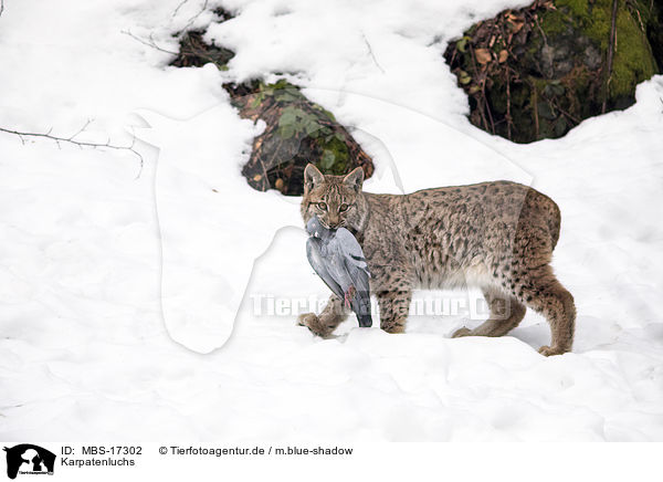 Karpatenluchs / Carpathian Lynx / MBS-17302