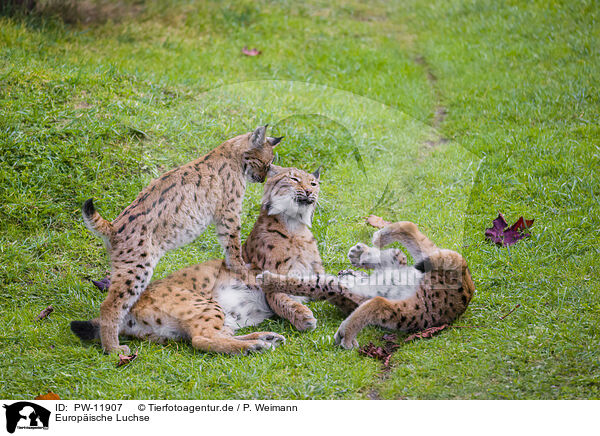 Europische Luchse / Eurasian Lynxes / PW-11907