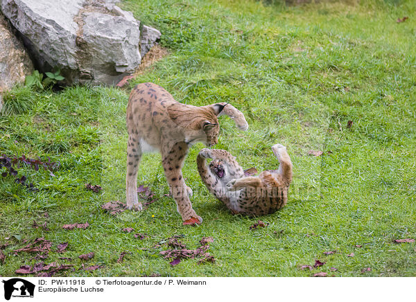 Europische Luchse / Eurasian Lynxes / PW-11918