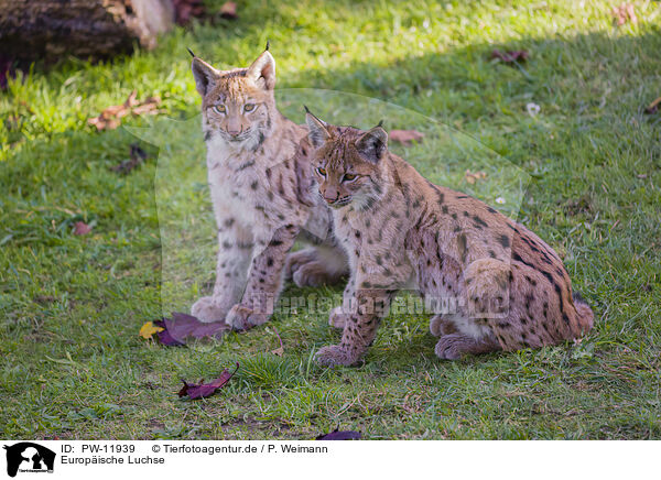 Europische Luchse / Eurasian Lynxes / PW-11939