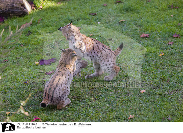 Europische Luchse / Eurasian Lynxes / PW-11943