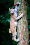 Europischer Luchs