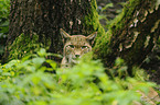 Europischer Luchs