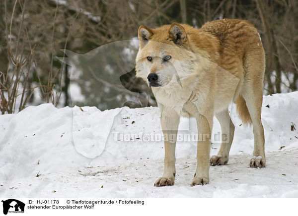 stehender Europischer Wolf / standing European wolf / HJ-01178