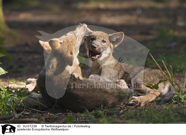 spielende Europische Wolfswelpen / playing European wolf cubs / HJ-01238