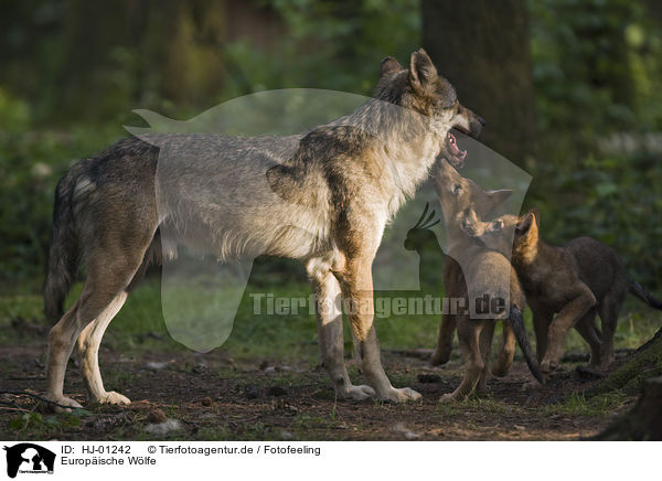 Europische Wlfe / European wolfs / HJ-01242