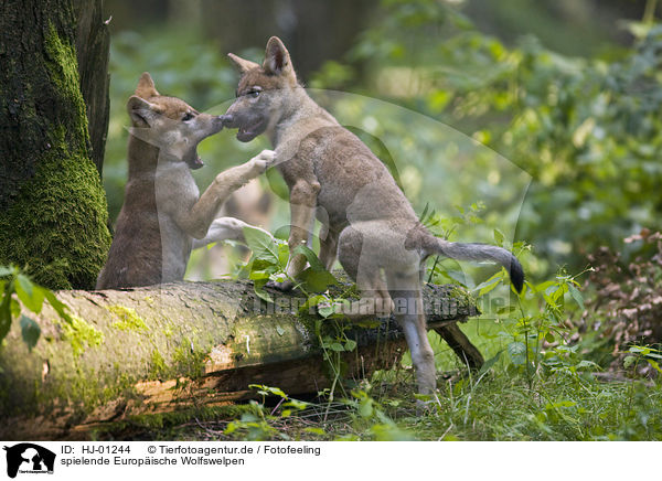 spielende Europische Wolfswelpen / playing European wolf cubs / HJ-01244