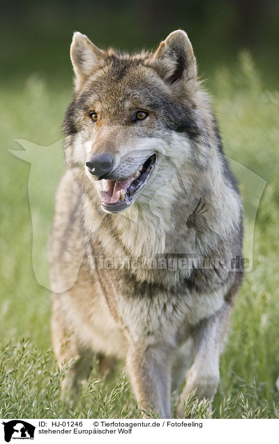 stehender Europischer Wolf / standing European wolf / HJ-01246