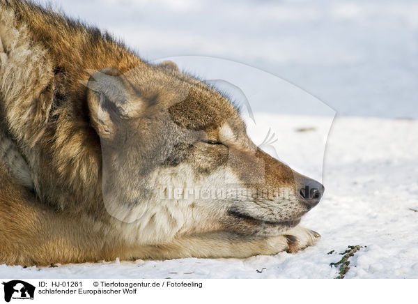schlafender Europischer Wolf / sleeping European wolf / HJ-01261