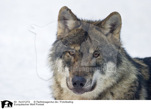 Europischer Wolf Portrait / European wolf portrait / HJ-01272