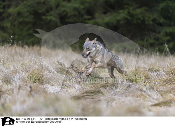 rennender Europischer Grauwolf / running European Gray Wolf / PW-05531