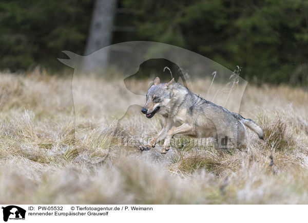 rennender Europischer Grauwolf / running European Gray Wolf / PW-05532