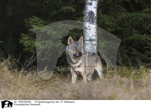Europischer Grauwolf / European Gray Wolf / PW-05539