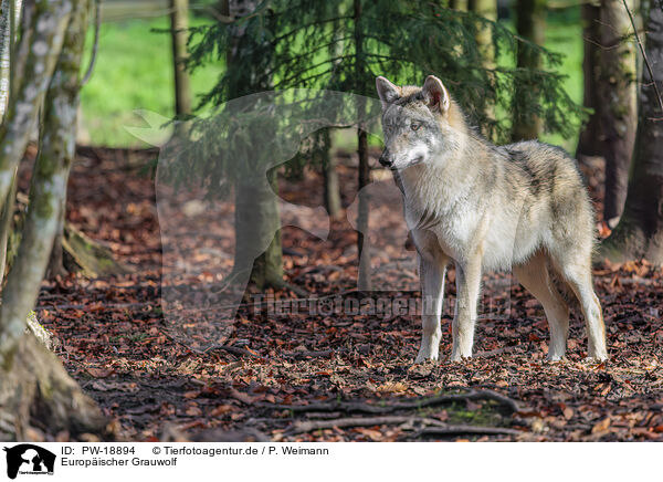 Europischer Grauwolf / eurasian grey wolf / PW-18894