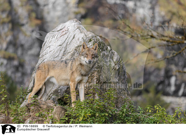 Europischer Grauwolf / eurasian grey wolf / PW-18899