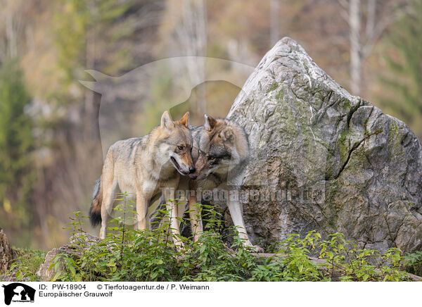 Europischer Grauwolf / eurasian grey wolf / PW-18904