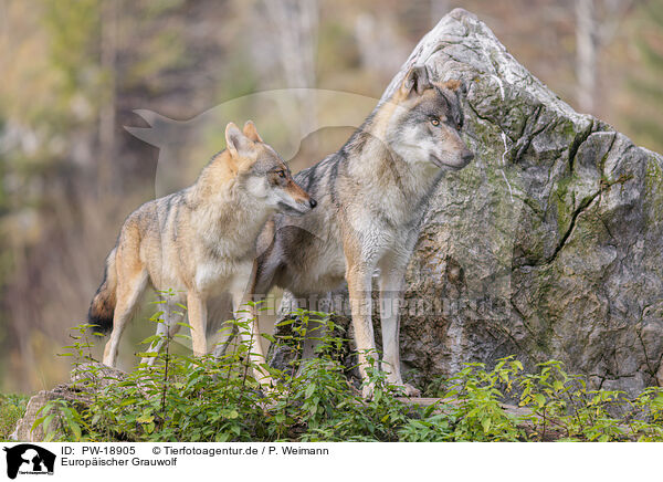 Europischer Grauwolf / eurasian grey wolf / PW-18905