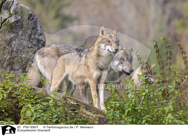 Europischer Grauwolf / eurasian grey wolf / PW-18907