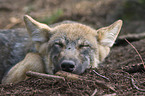 schlafender Europischer Wolfswelpe