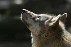 Europischer Wolf Portrait