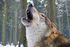 heulender Europischer Wolf