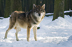 stehender Europischer Wolf