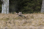 stehender Europischer Grauwolf
